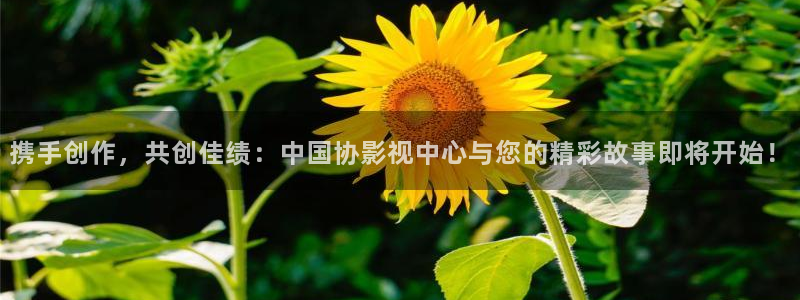 秋霞第九网